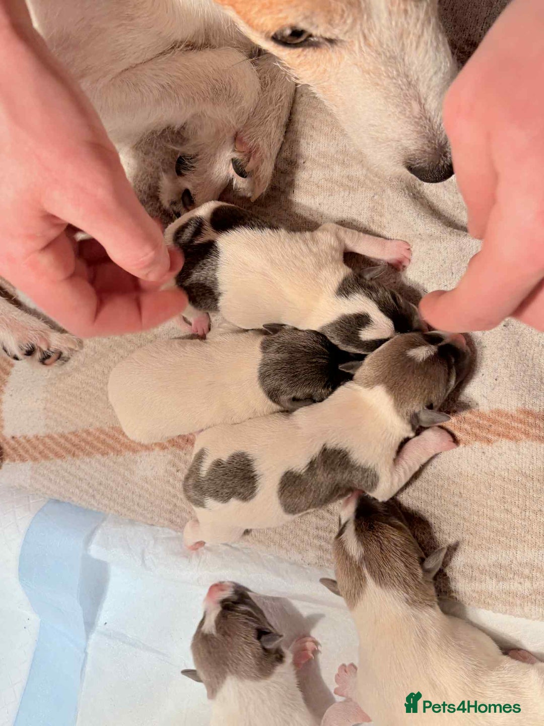 Jack Russell dogs for sale: White,blue,red tri jack Russell pups  - Advert 11