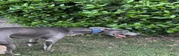 Mixed Breed dogs for sale: Liver Bedlington Mom & blue whippet dad. in Ludlow - Advert 3