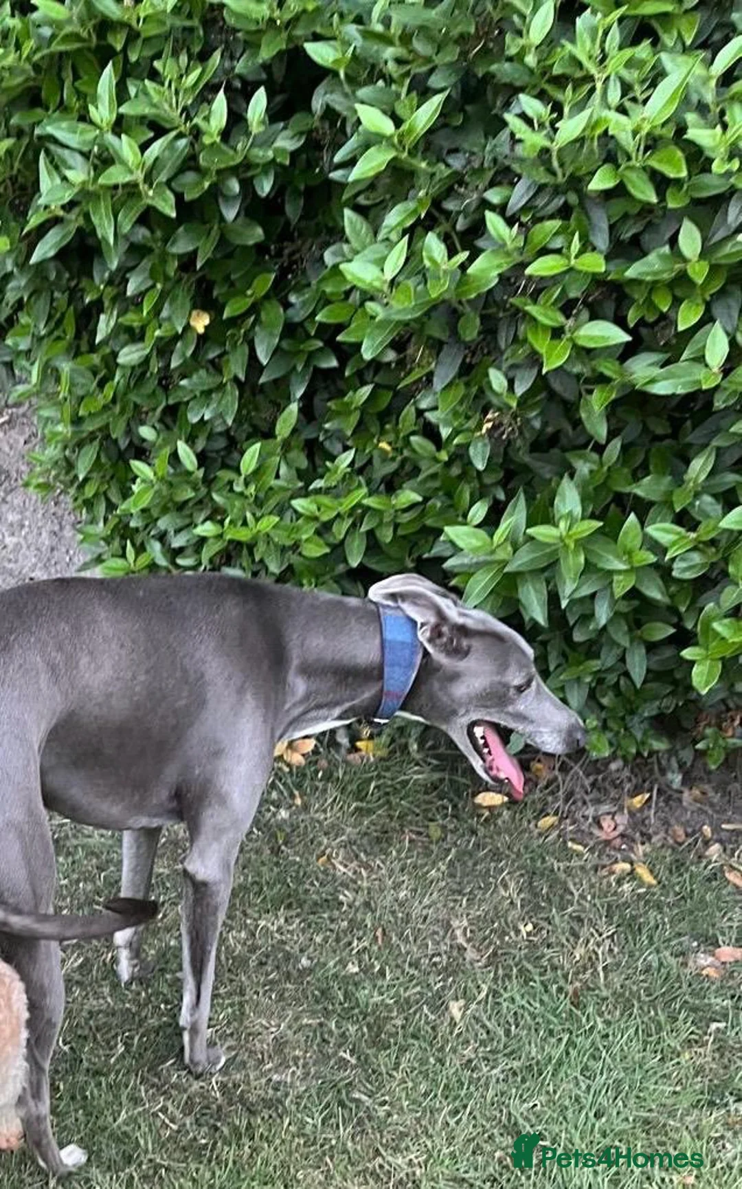 Mixed Breed dogs for sale: Liver Bedlington Mom & blue whippet dad. in Ludlow - Advert 3