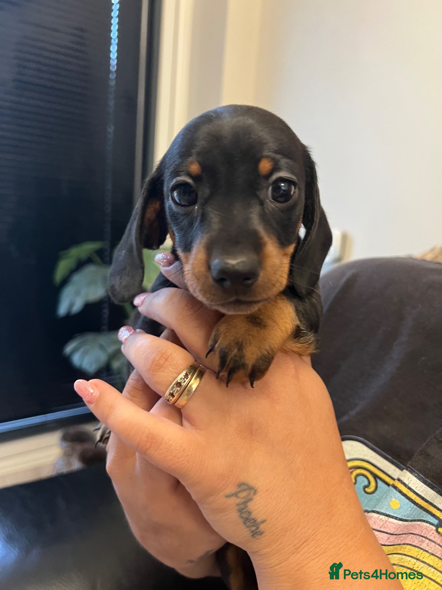 Miniature Dachshund dogs Last girl KC reg PRA clear mini dachshund  - Advert 12