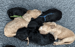 Cockapoo dogs for sale: Mirabelle's Enchanting Pups ✨ - Image 10