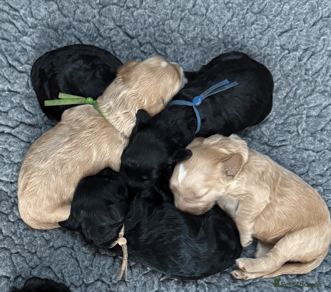 Cockapoo dogs for sale: Mirabelle's Enchanting Pups ✨ - Image 10