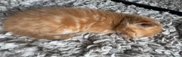Mixed Breed cats for sale: 8 stunning kittens  - Advert 13