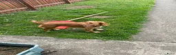 Cocker Spaniel dogs for sale: 11 month old cocker spaniel bitch in Durham - Advert 6