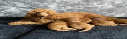 Miniature Poodle dogs for sale: Stunning Fox Red Minature Poodle Pups  - Advert 2