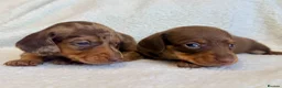 Miniature Dachshund dogs for sale: True miniature dachshunds - Advert 9