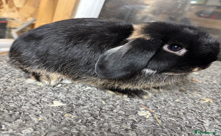 Mini Lop rabbits - Advert 14