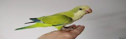 Parakeets birds for sale: Beautiful Hand Reared Quaker Parakeet babies 9 wks - Advert 9