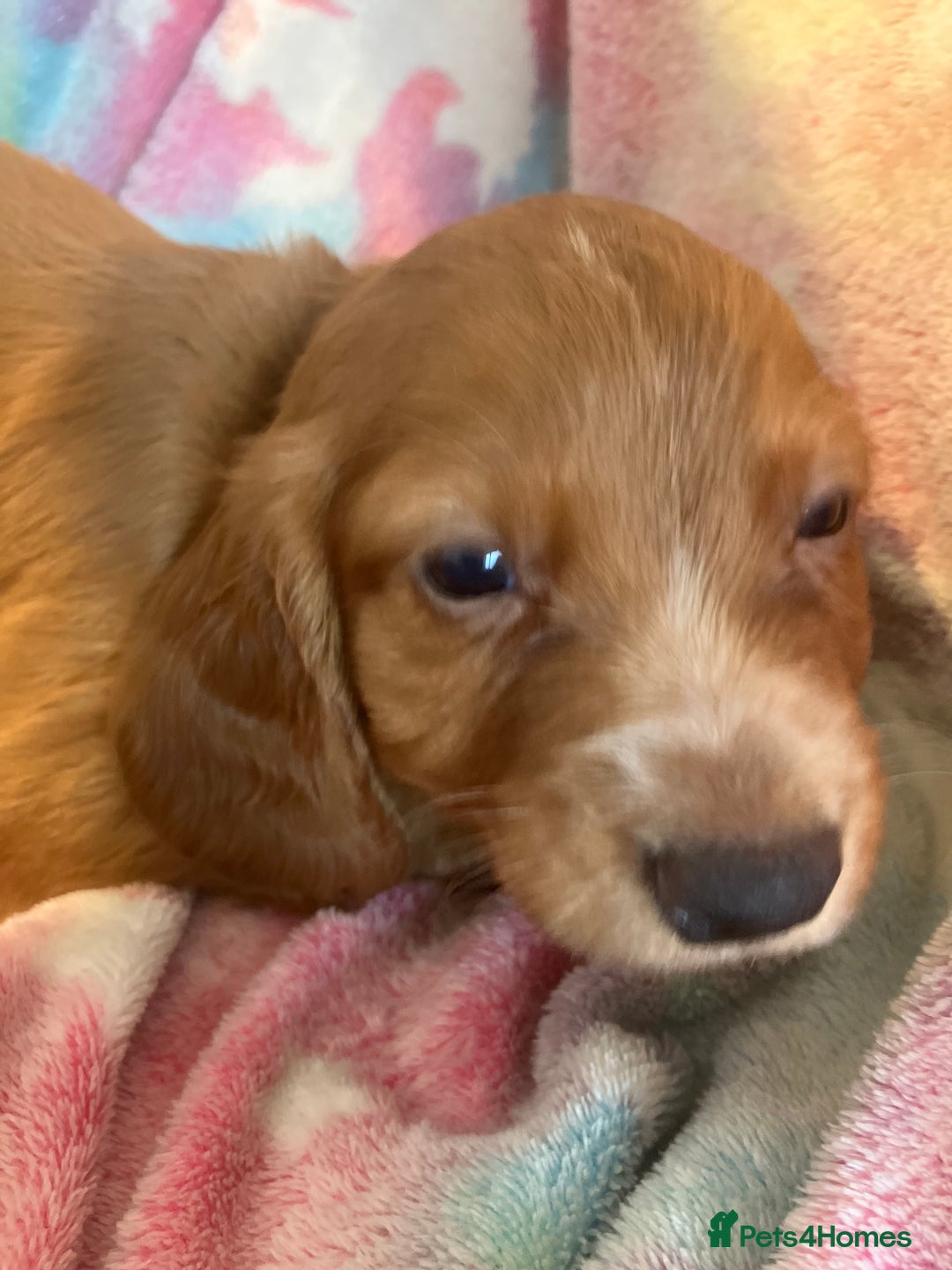 Cocker Spaniel dogs for sale: Working Cocker spaniel puppies - Image 14