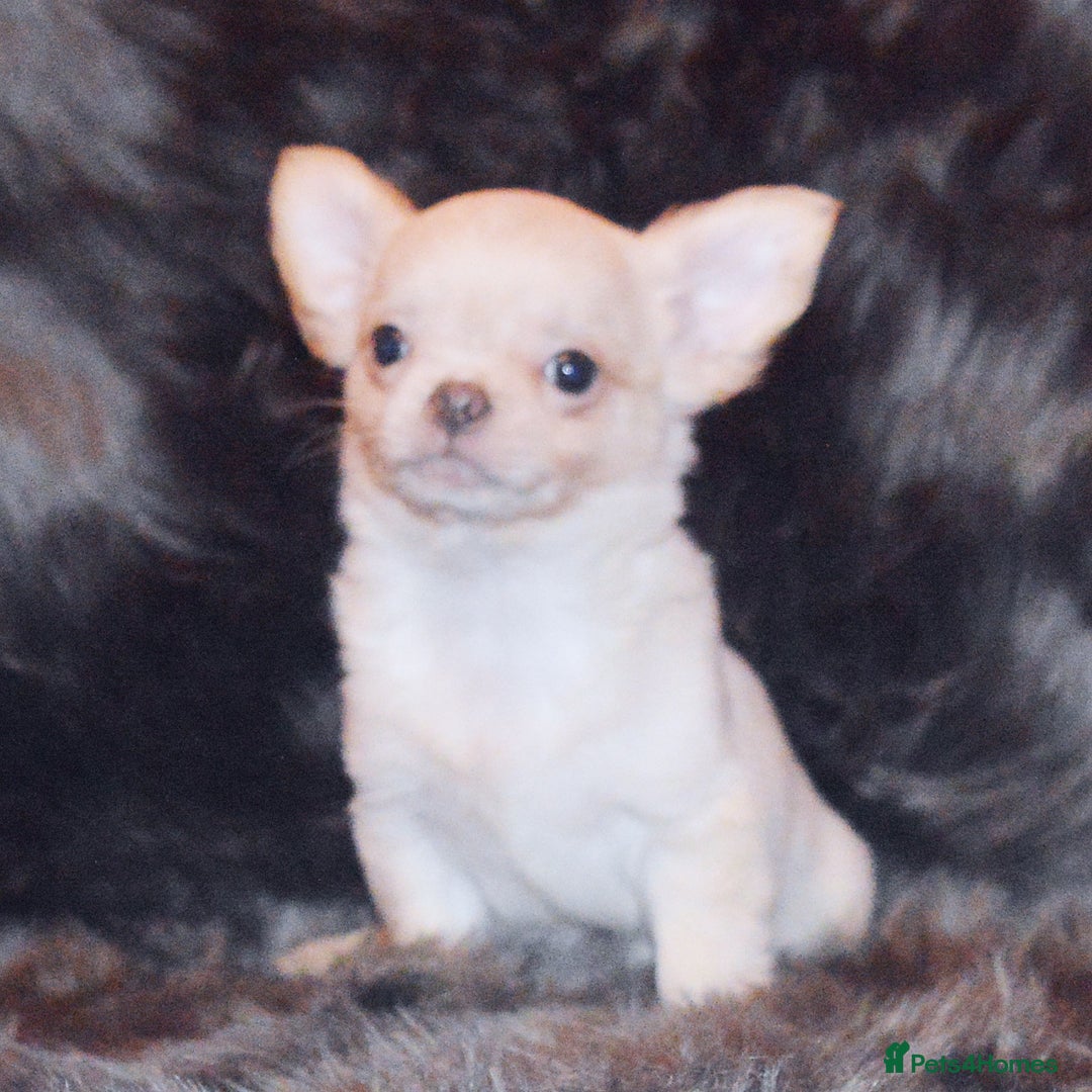 Chihuahua dogs for sale: KC REG HEALTH TESTED CHIHUAHUA BABIES - Advert 5