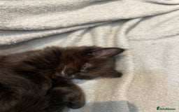 British Longhair cats for sale: Beautiful little kitten for sale - Image 2