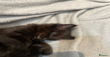 British Longhair cats - Advert 5