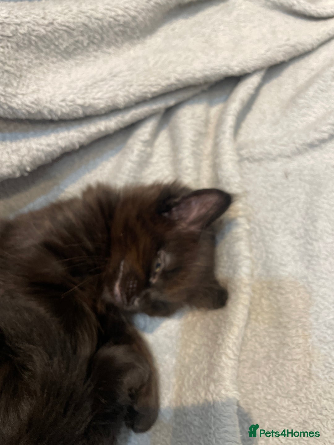 British Longhair cats for sale: Beautiful little kitten for sale - Image 2