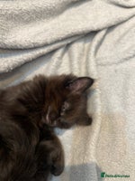 British Longhair cats - Advert 1