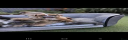 Jack Russell dogs for sale: Jack russell puppy  - Advert 14