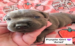 Staffordshire Bull Terrier dogs for sale: Gorgeous Chunky KC Blue Staffy Puppies - Image 2