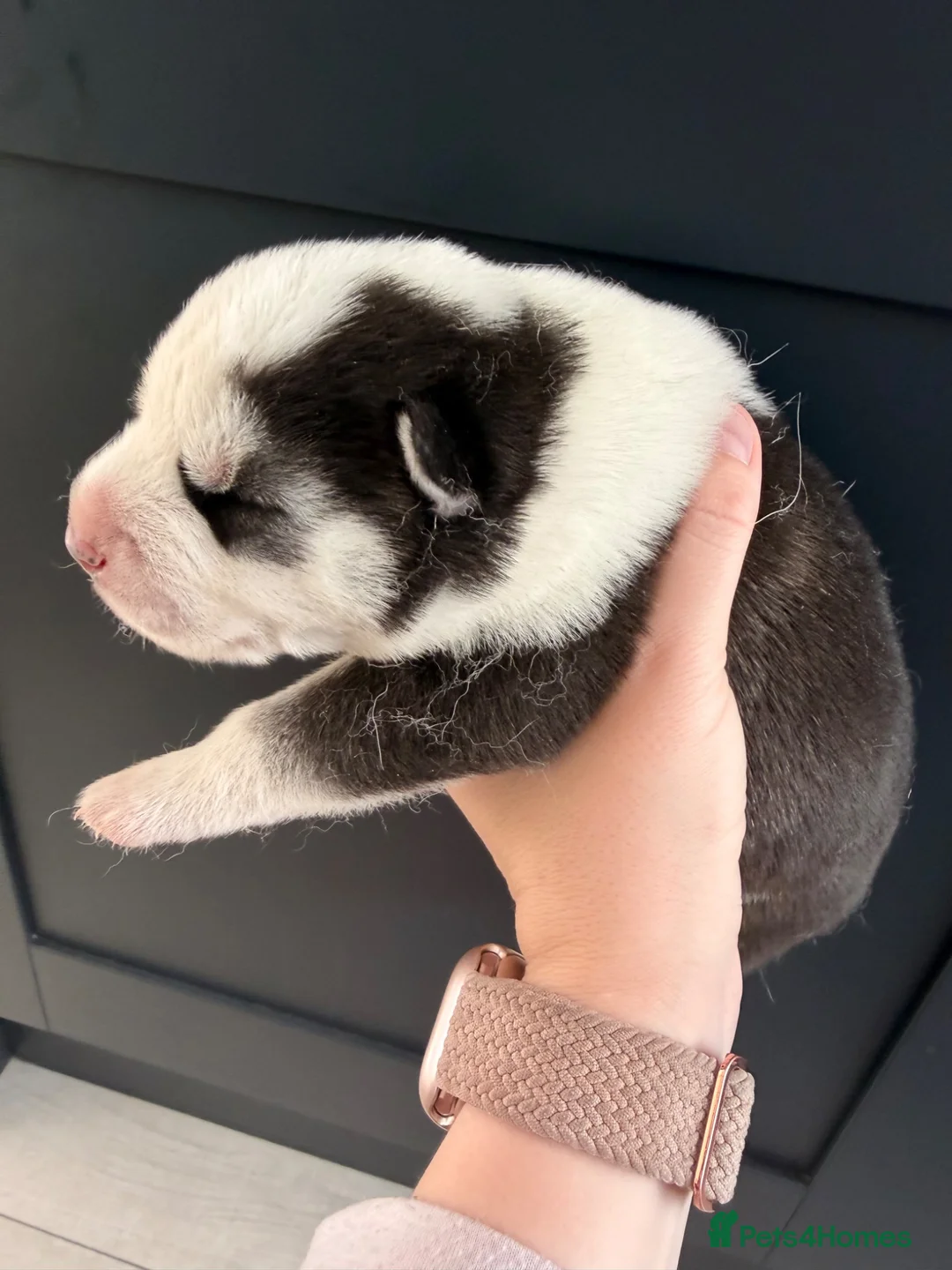 Siberian Husky dogs for sale: Husky puppies  - Advert 2