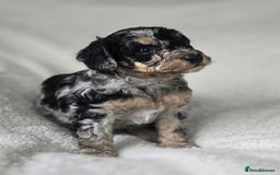 Miniature Poodle dogs for sale: SMALL SIZE MINIATURE PUPPIES RARE COLOUR DNA TEST - Image 6