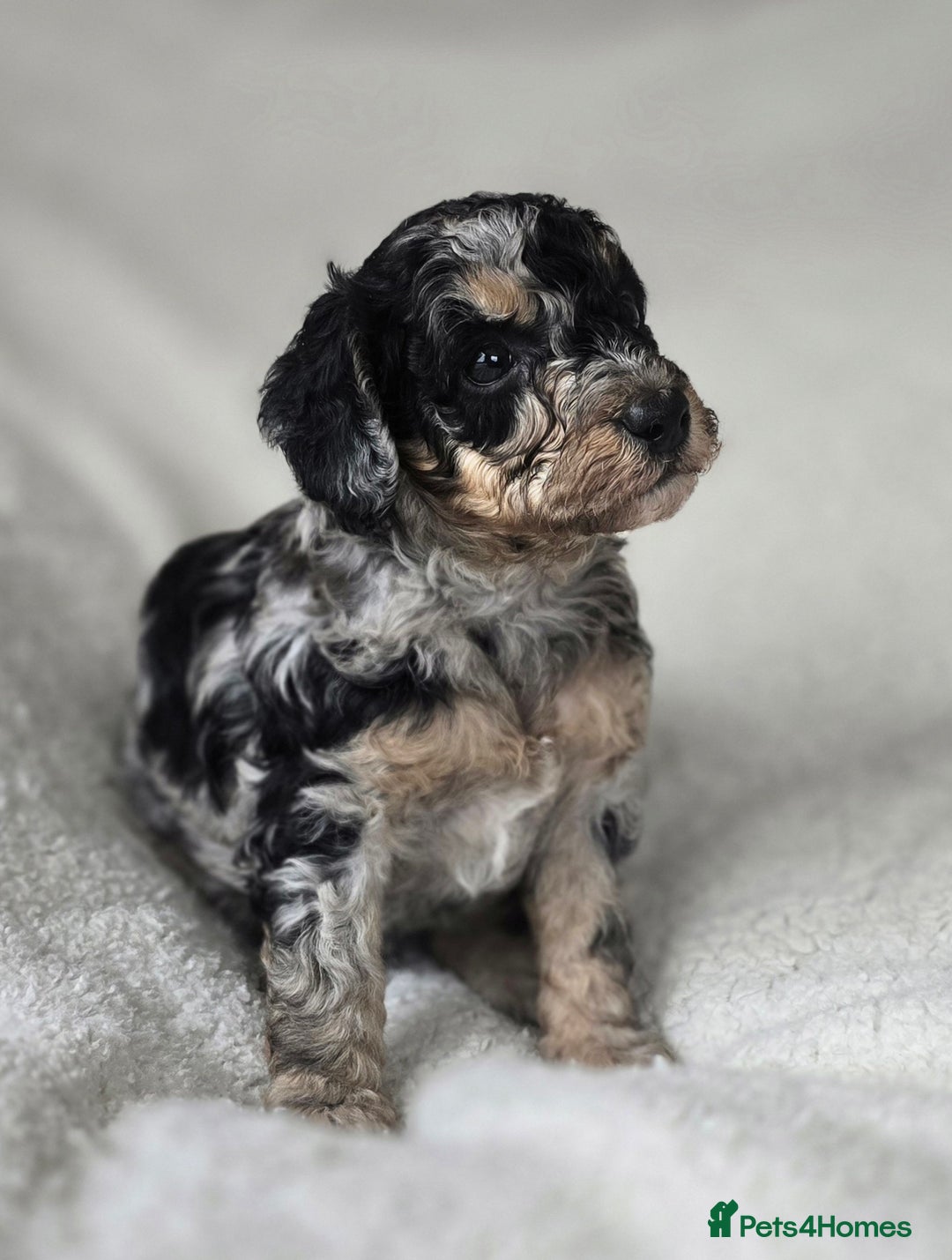 Miniature Poodle dogs for sale: SMALL SIZE MINIATURE PUPPIES RARE COLOUR DNA TEST - Image 6