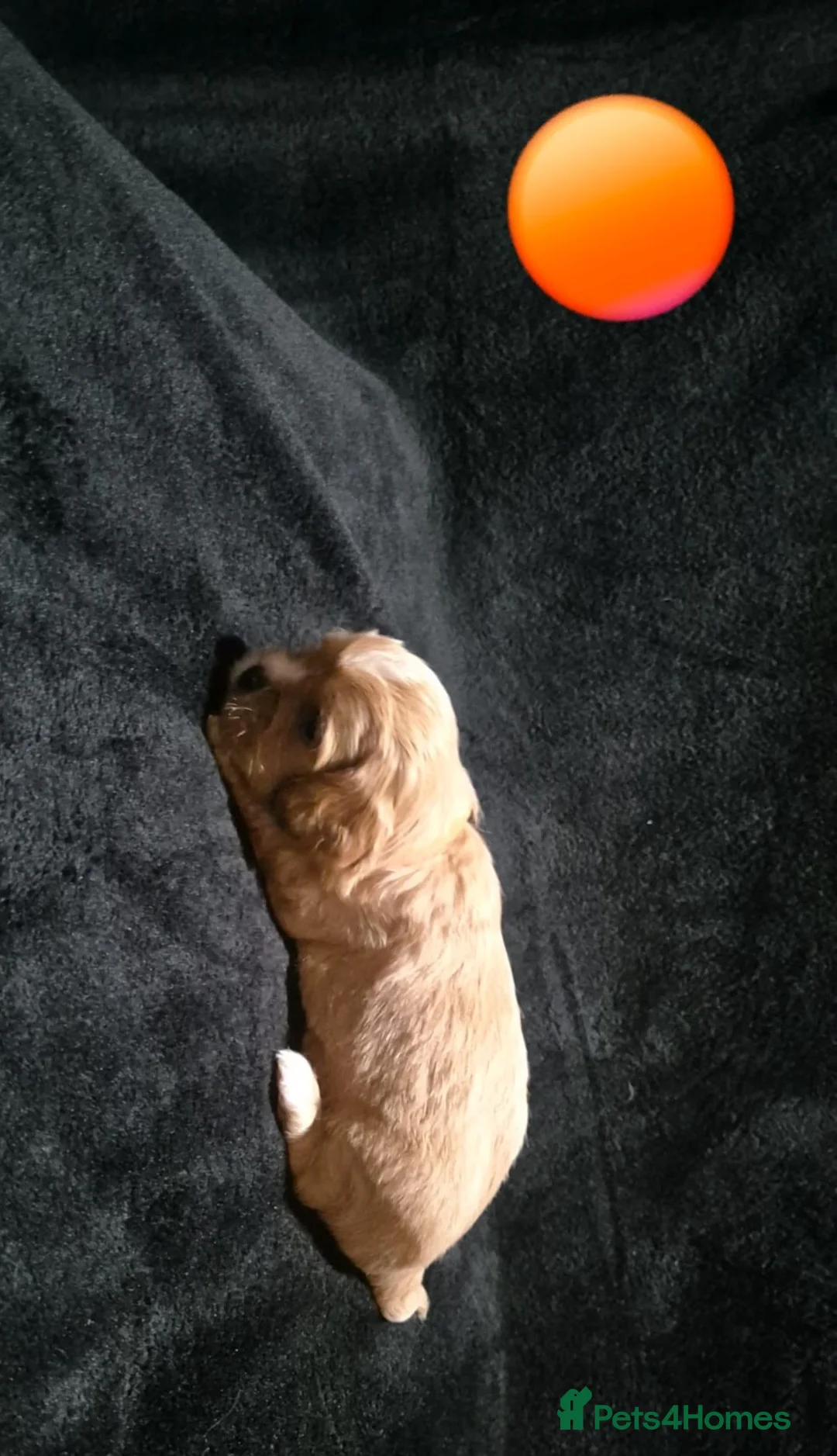 Cava Tzu dogs for sale: Cava-Tzu pups - Advert 31