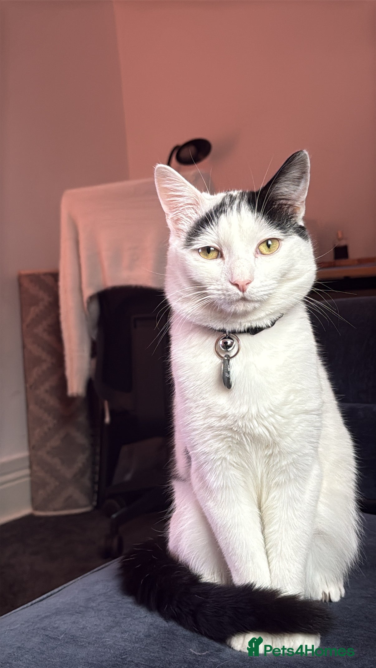 Ragdoll cats Male ragdoll cross - Advert 1