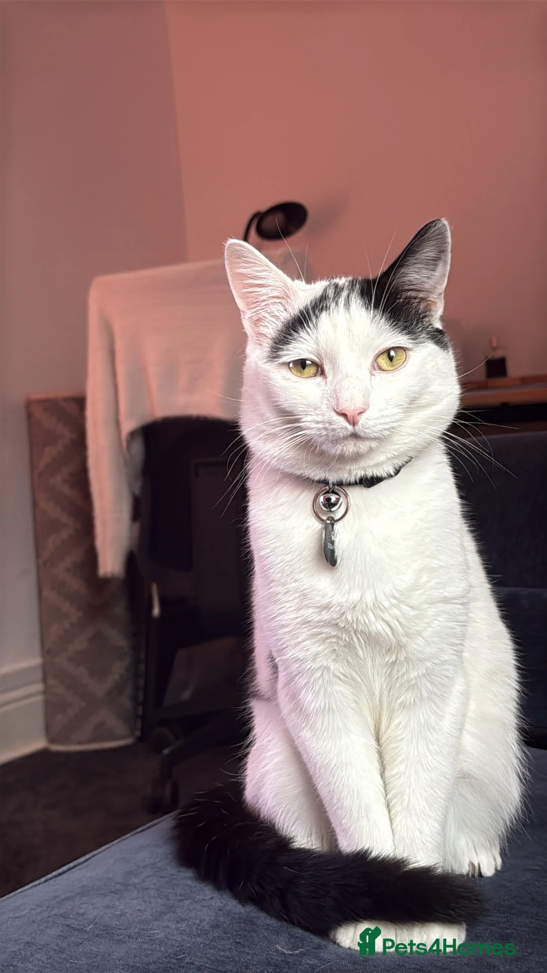 Ragdoll cats for sale: Male ragdoll cross - Advert 1