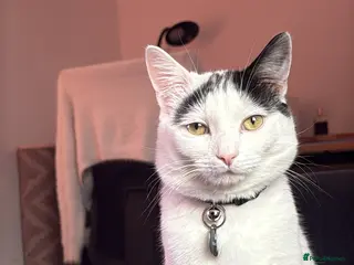 Ragdoll cats Male ragdoll cross - Advert 16