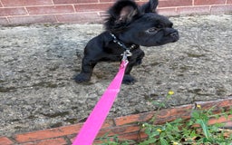 French Bulldog dogs for sale: Beautiful frenchbulldog for sale!!!  - Image 2