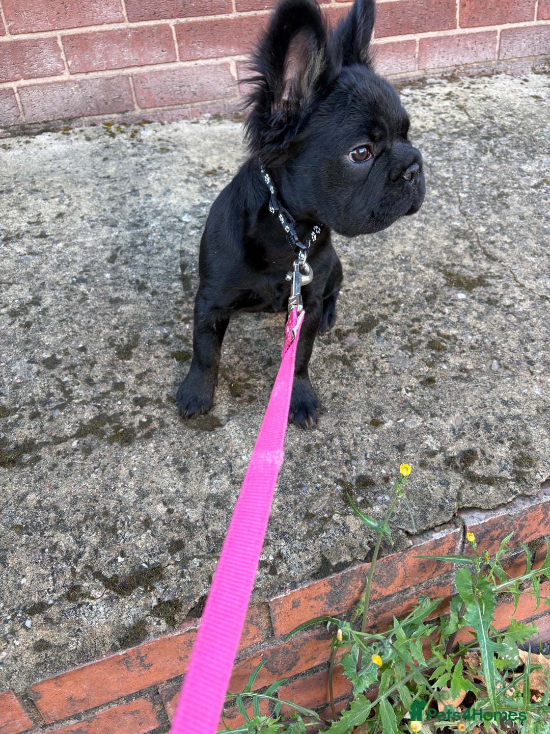 French Bulldog dogs for sale: Beautiful frenchbulldog for sale!!!  - Image 2
