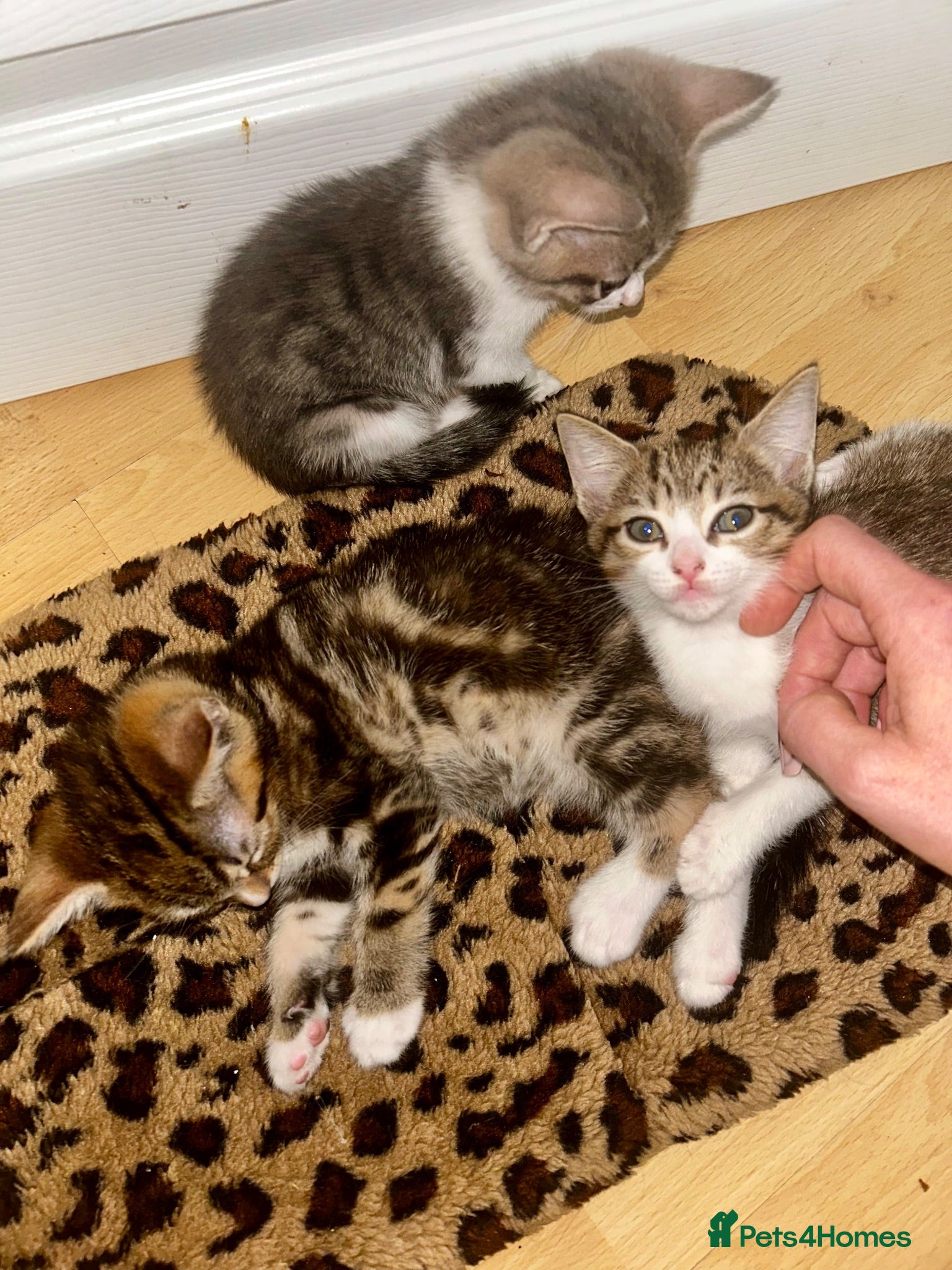 Domestic Shorthair cats 4 gorgeous male kittens 8weeks - Advert 14