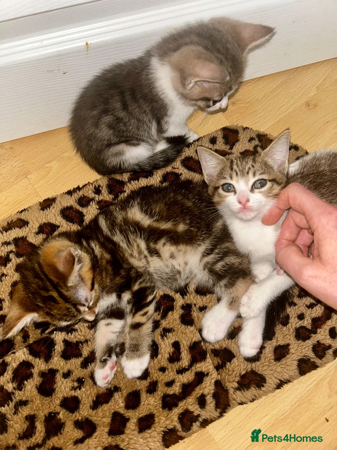 Domestic Shorthair cats for sale: 4 gorgeous male kittens 8weeks - Advert 1