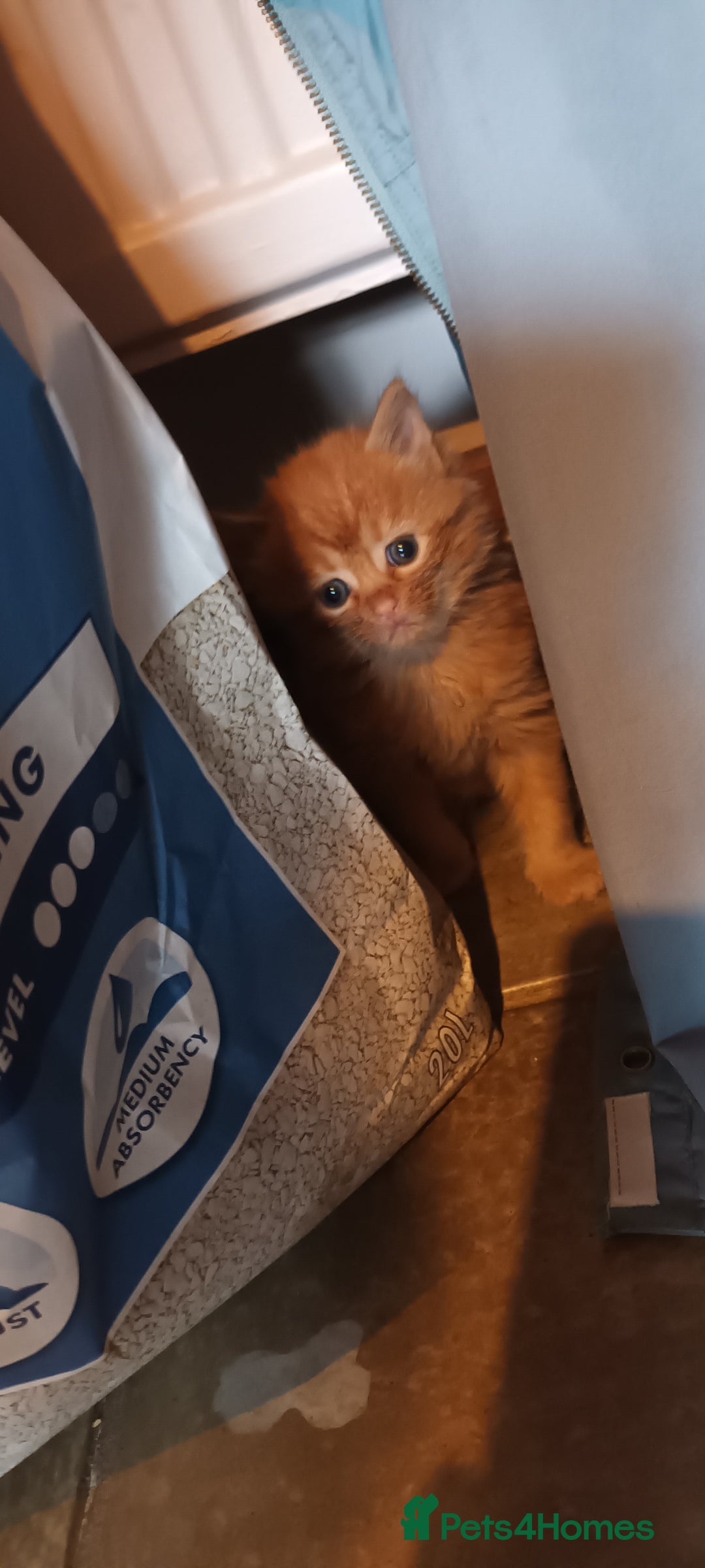 Persian cats for sale: Persian X Beautiful friendly ginger kittens  - Image 10
