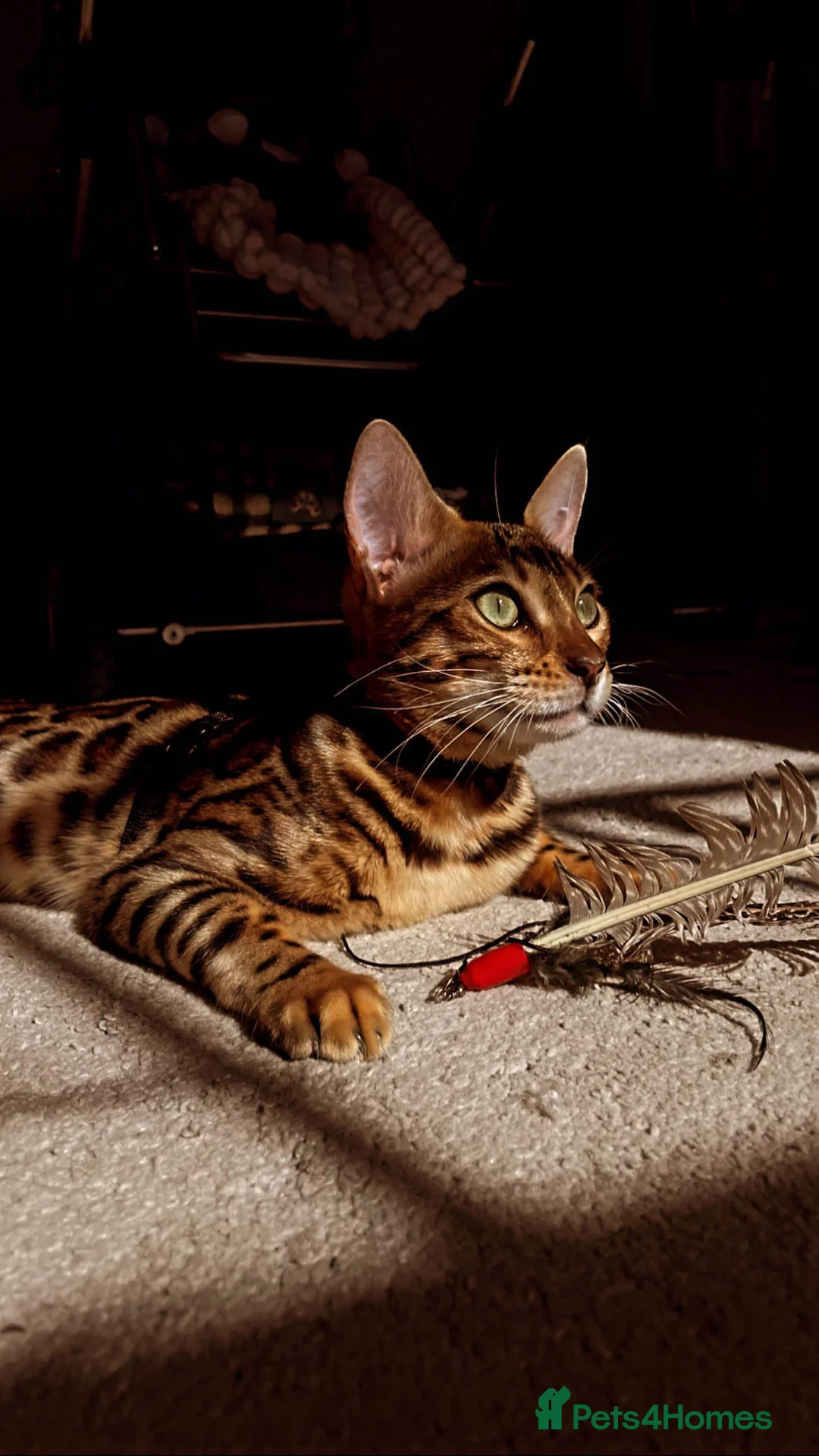 Birman cats for sale: Beautiful snow bengals  - Advert 2