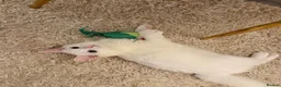 Turkish Angora cats for sale: Beautiful male cat in Oldham - Advert 4