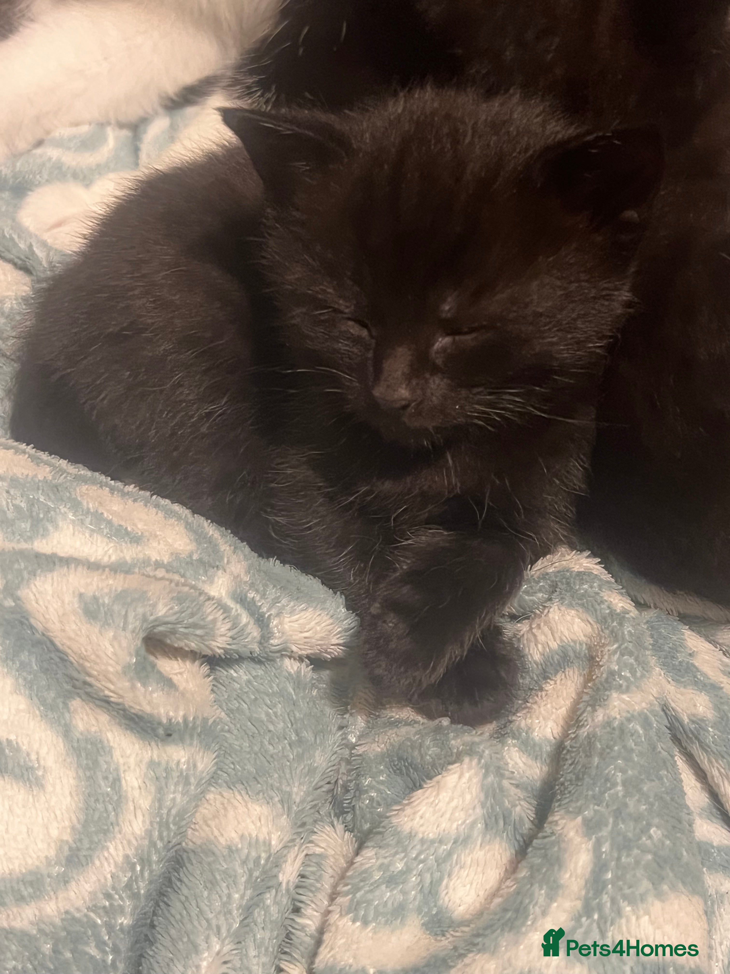 Mixed Breed cats Beautiful kittens looking for forever homes  - Advert 2