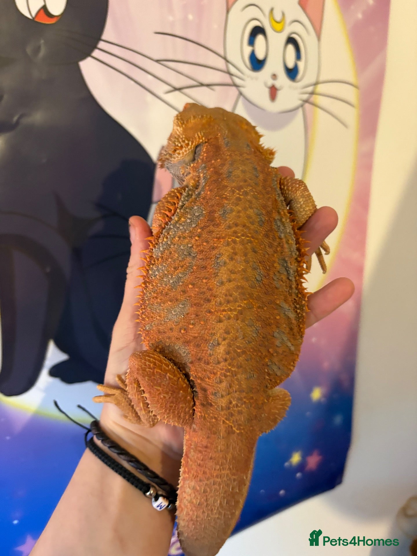 Corn Snake reptiles for sale: Male bearded dragon - Advert 11