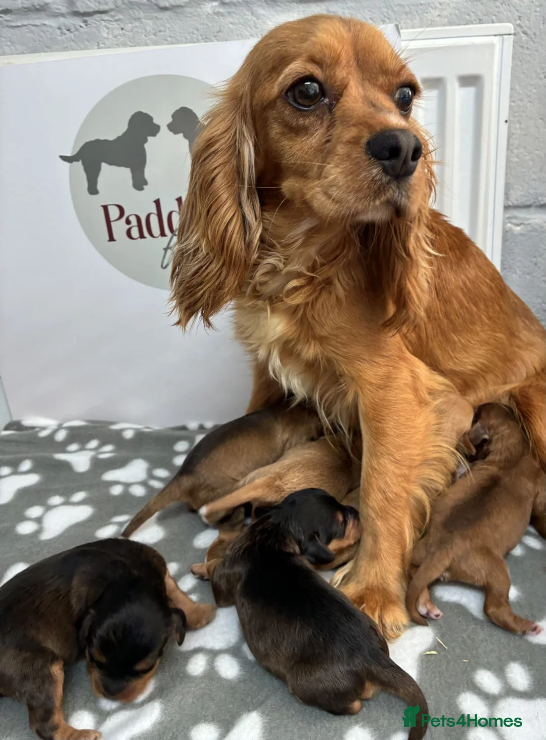 Cavapoo dogs for sale: 🌟 Beautiful litter of F1 Cavapoo puppies 🌟 - Advert 12
