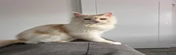 Maine Coon cats for sale: Maine coon  - Advert 7