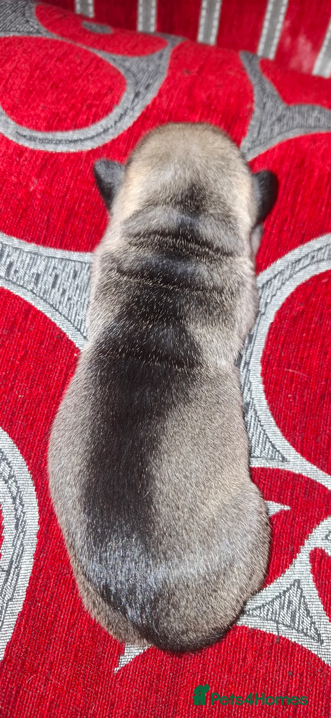 Mixed Breed dogs for sale: Rus-A-Pei ( Rare ) - Advert 31