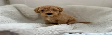 Maltipoo 1