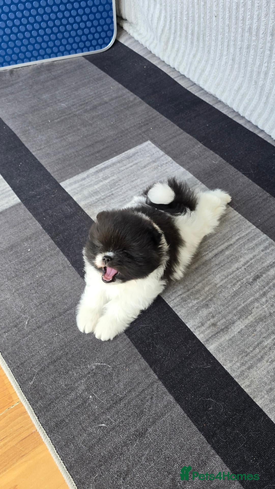 Pomeranian dogs Particolour Poms - Advert 1