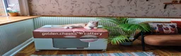 British Shorthair cats for sale: Show Quality British Shorthair Kittens - Advert 12