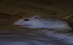Rat rodents for sale: two rats  - Image 4
