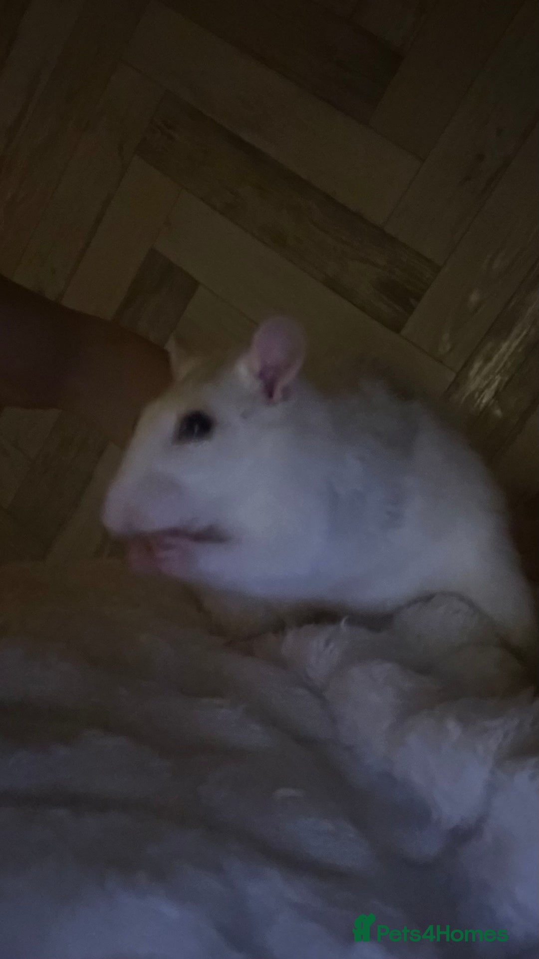 Rat rodents for sale: two rats  - Image 4