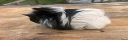 Guinea Pig rodents for sale: Beautiful long haired guinea pigs to reserve  - Advert 6