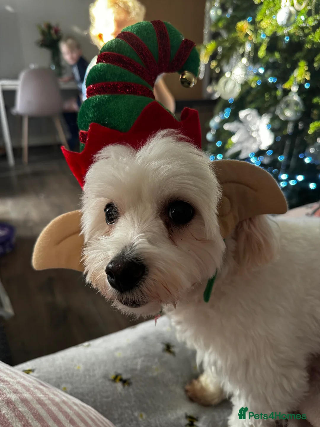 Mixed Breed dogs for sale: Loving dog Winter looking for her forever home - Advert 18