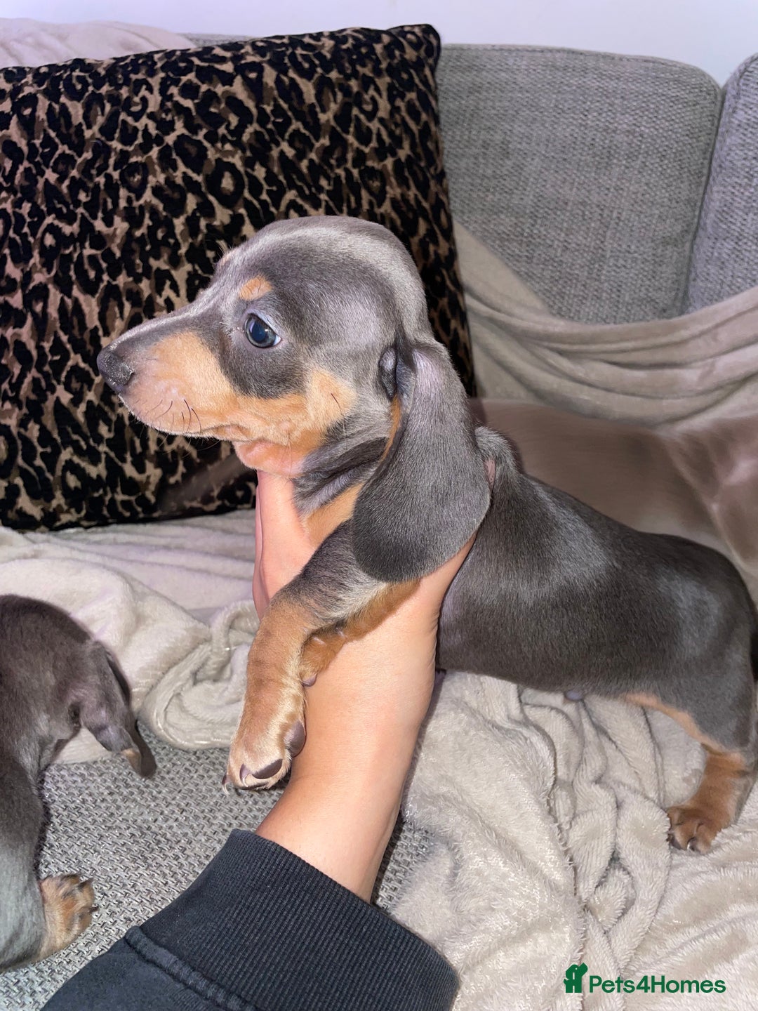 Miniature Dachshund dogs for sale: ❤️5 Mini Dachshunds ready for their new homes❤️ - Image 7
