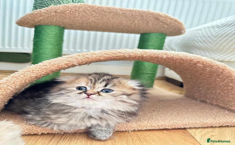 Scottish Fold cats - Advert 3