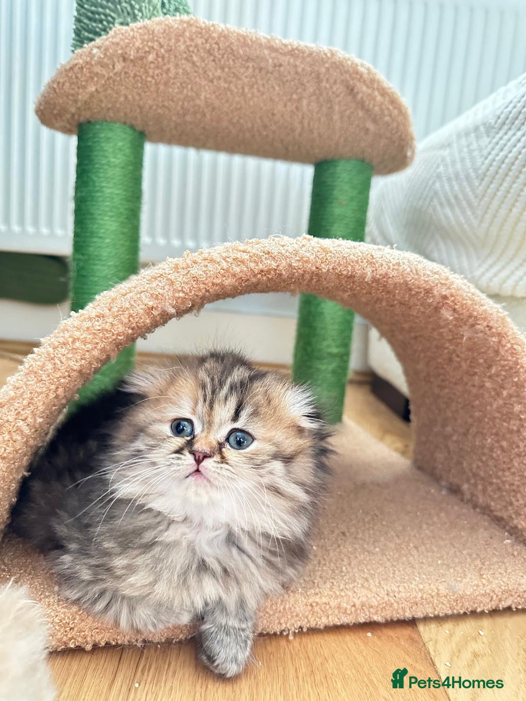 Scottish Fold cats for sale: Scottish Fold Long Hair Kittens/ 2 female 2 boy - Image 1