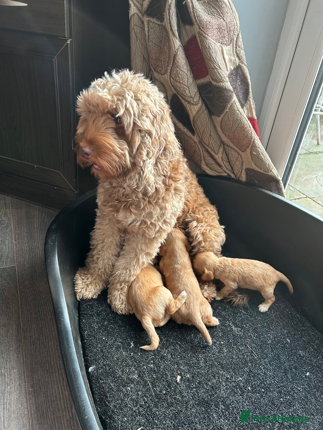 Cockapoo dogs for sale: Cockapoo puppies ginger/golden - Advert 2